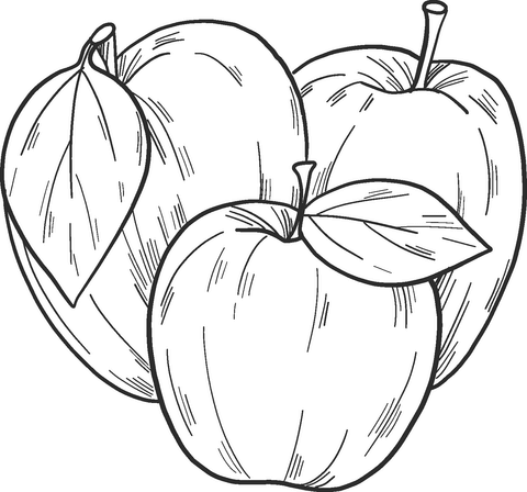 Three Apples Coloring Page